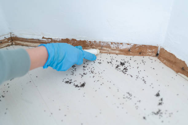 Best Wasp Removal Services  in Beggs, OK