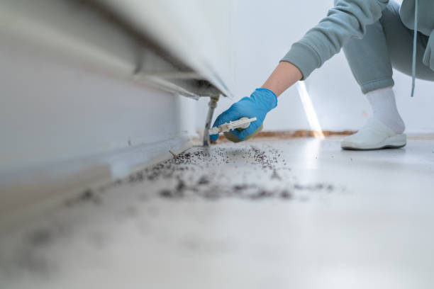 Best Local Pest Control Services  in Beggs, OK